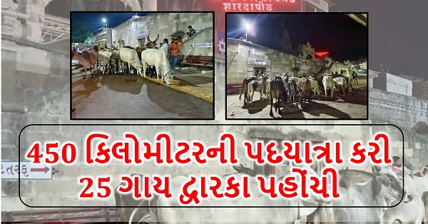 દ્વારકા મંદિરમાં બની અદભુત અને ઐતિહાસિક ઘટના – 450 કિલોમીટરની પદયાત્રા કરી 25 ગાય દ્વારકા પહોંચી | અડધી રાત્રે ખુલ્યા મંદિરના દ્વાર